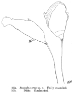 Trichocerca orca - Original description image