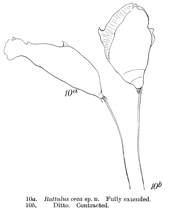Trichocerca orca Trichocerca orca
