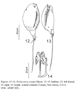 Trichocerca ornata