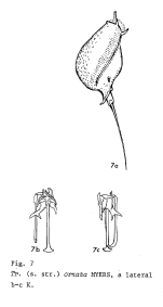 Trichocerca ornata