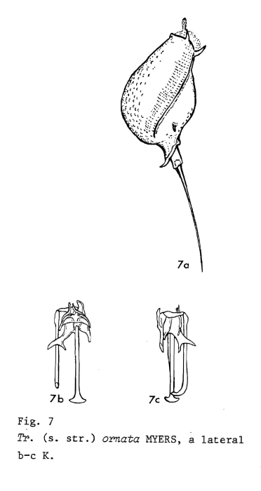 Trichocerca ornata Trichocerca ornata