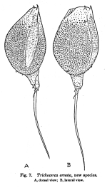 Trichocerca ornata