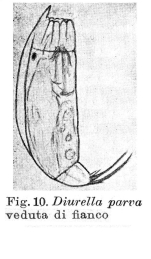 Trichocerca parva