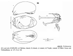 Trichocerca parvula