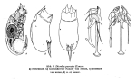Trichocerca parvula