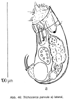 Trichocerca parvula