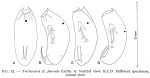 Trichocerca parvula