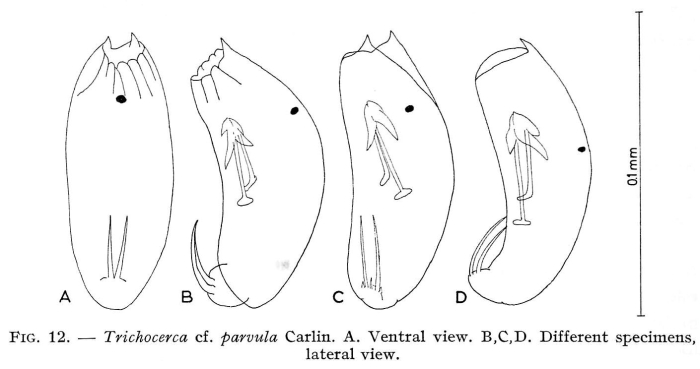 Trichocerca parvula Trichocerca parvula