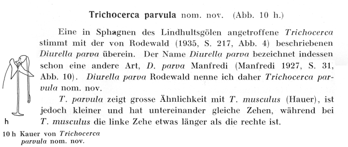 Trichocerca parvula Trichocerca parvula
