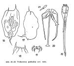 Trichocerca pediculus - Original description image