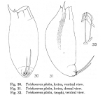 Trichocerca plaka - Original description image