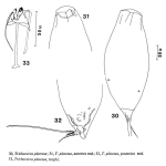 Trichocerca platessa