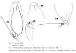 Trichocerca platessa