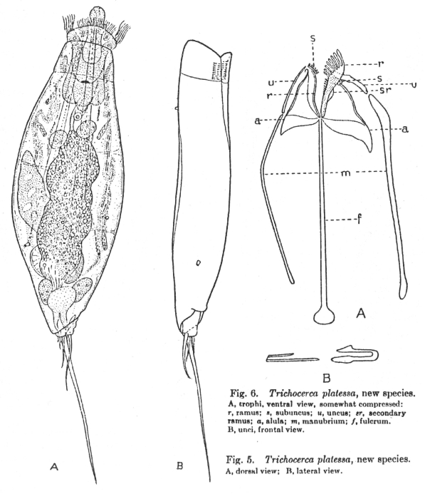 Trichocerca platessa Trichocerca platessa