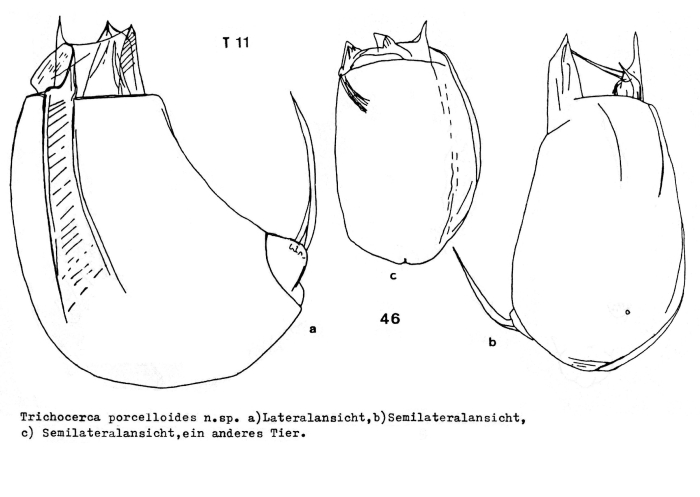 Trichocerca porcelloides Trichocerca porcelloides
