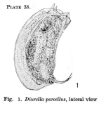 Trichocerca porcellus