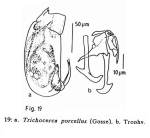 Trichocerca porcellus