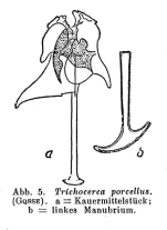 Trichocerca porcellus
