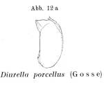 Trichocerca porcellus