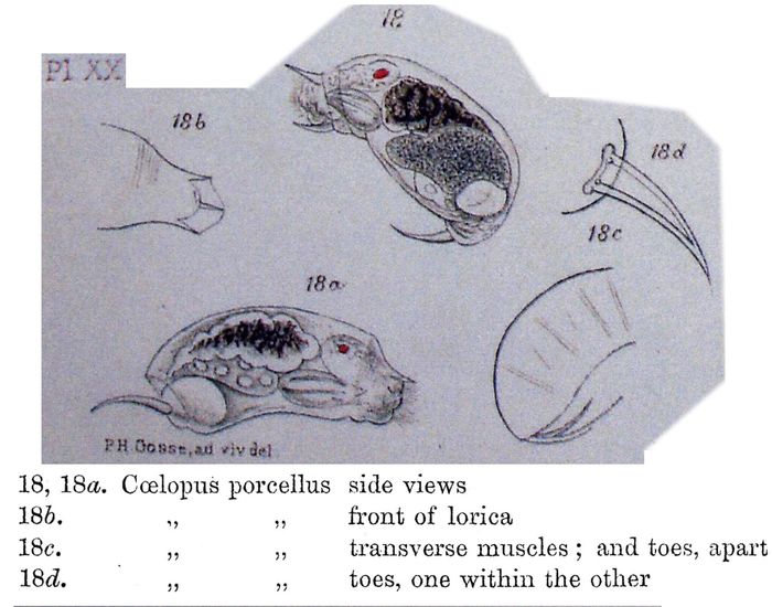 Trichocerca porcellus Trichocerca porcellus