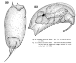 Trichocerca porcellus
