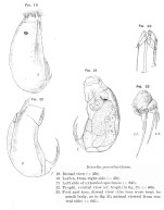 Trichocerca porcellus