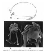 Trichocerca porcellus