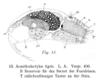 Trichocerca porcellus