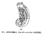 Trichocerca porcellus