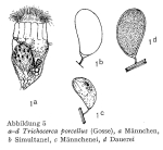 Trichocerca porcellus