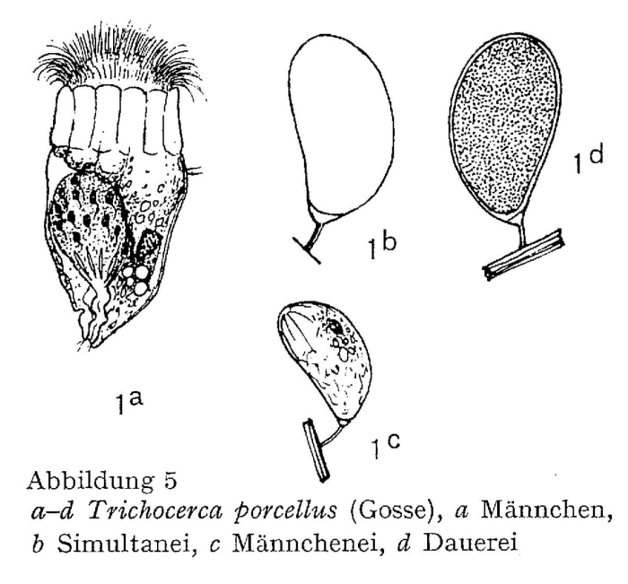 Trichocerca porcellus Trichocerca porcellus