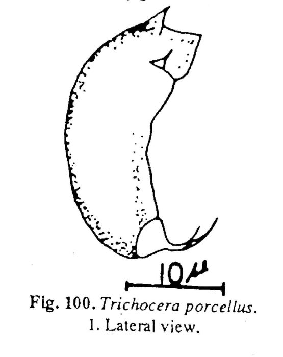 Trichocerca porcellus Trichocerca porcellus