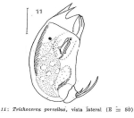 Trichocerca porcellus