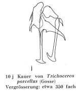 Trichocerca porcellus