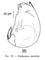 Trichocerca porcellus