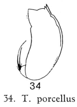 Trichocerca porcellus