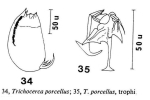 Trichocerca porcellus