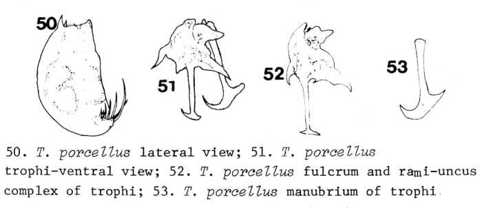 Trichocerca porcellus Trichocerca porcellus