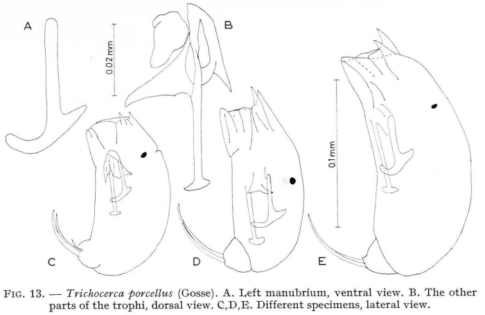 Trichocerca porcellus Trichocerca porcellus