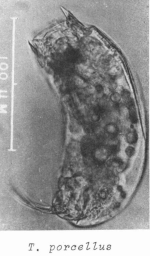 Trichocerca porcellus