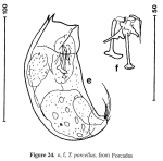 Trichocerca porcellus