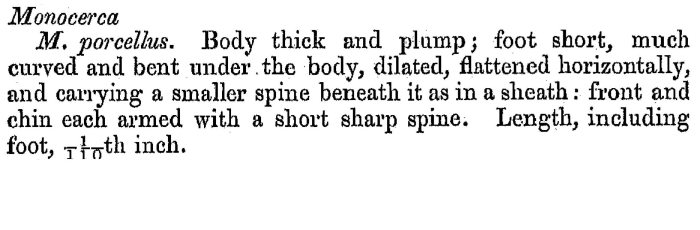 Trichocerca porcellus - Original description image