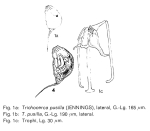 Trichocerca pusilla