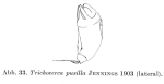 Trichocerca pusilla