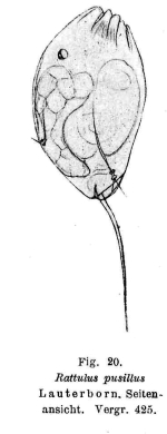 Trichocerca pusilla