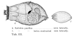 Trichocerca pusilla