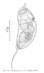 Trichocerca pusilla