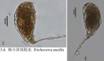 Trichocerca pusilla
