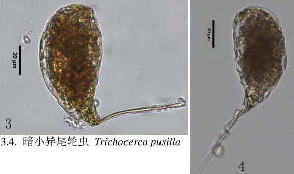 Trichocerca pusilla Trichocerca pusilla
