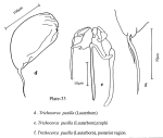 Trichocerca pusilla